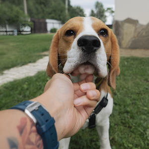 Creating a Pet-Friendly Home