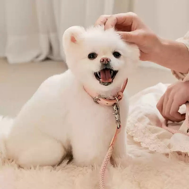 Dog Collar Leather Hand Holding Rope Dog Leash Collar Pet Small And Medium Size