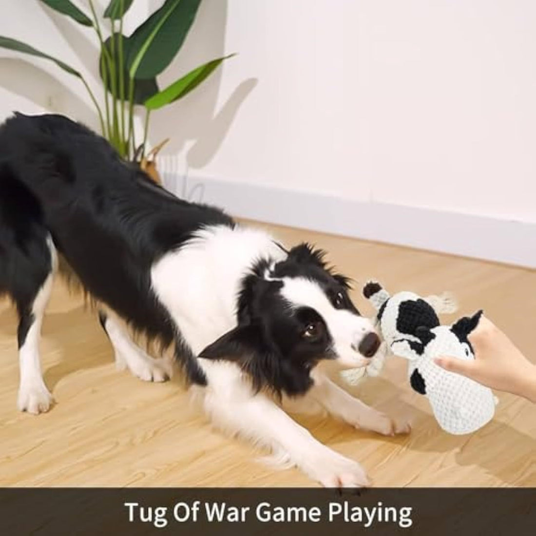 Squeaky Dog Toys Dog