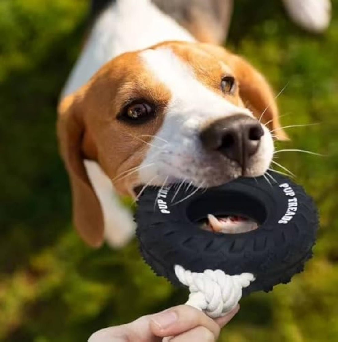 Dog Toys For Aggressive Chewers