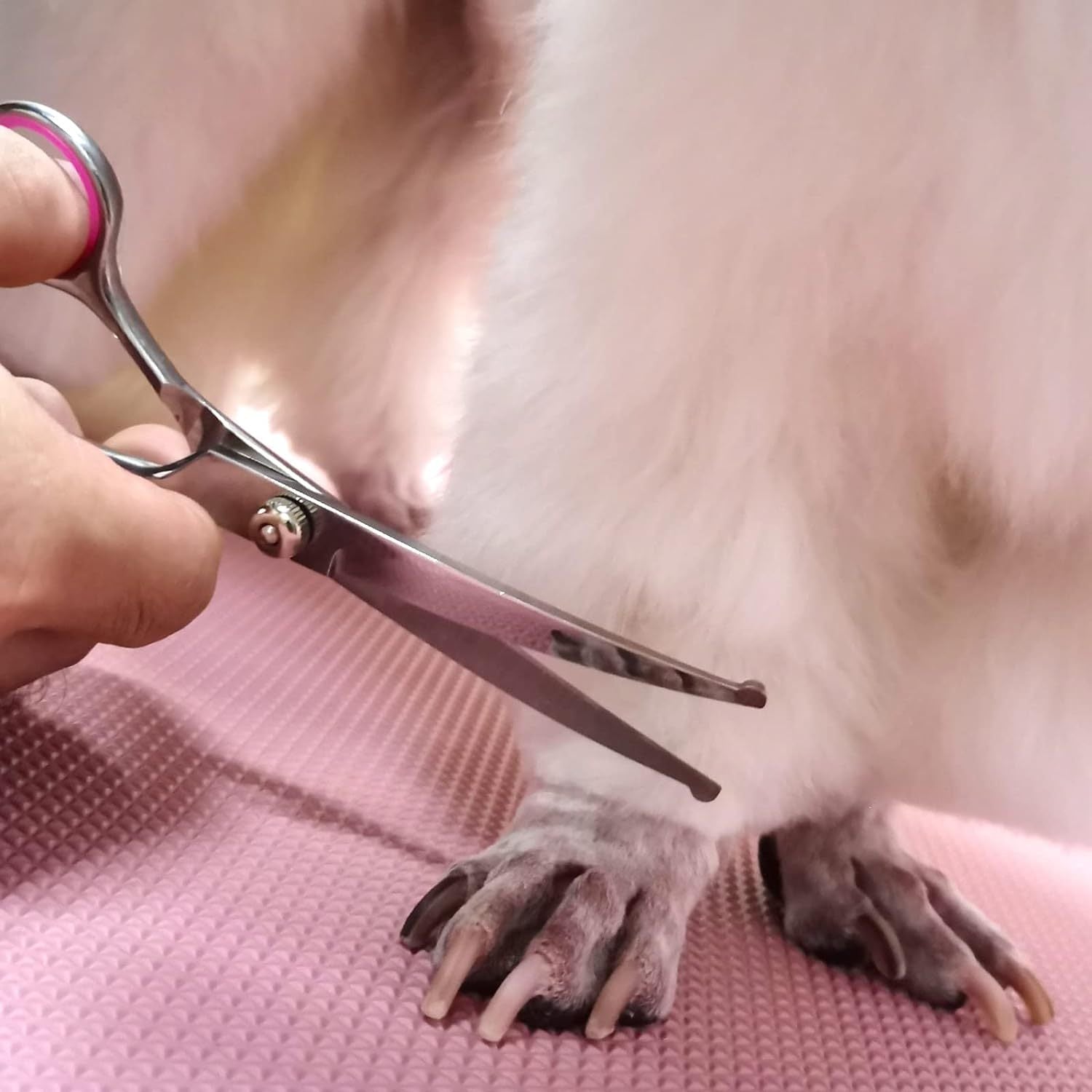 Dog Grooming Scissors With Safety Round Tips