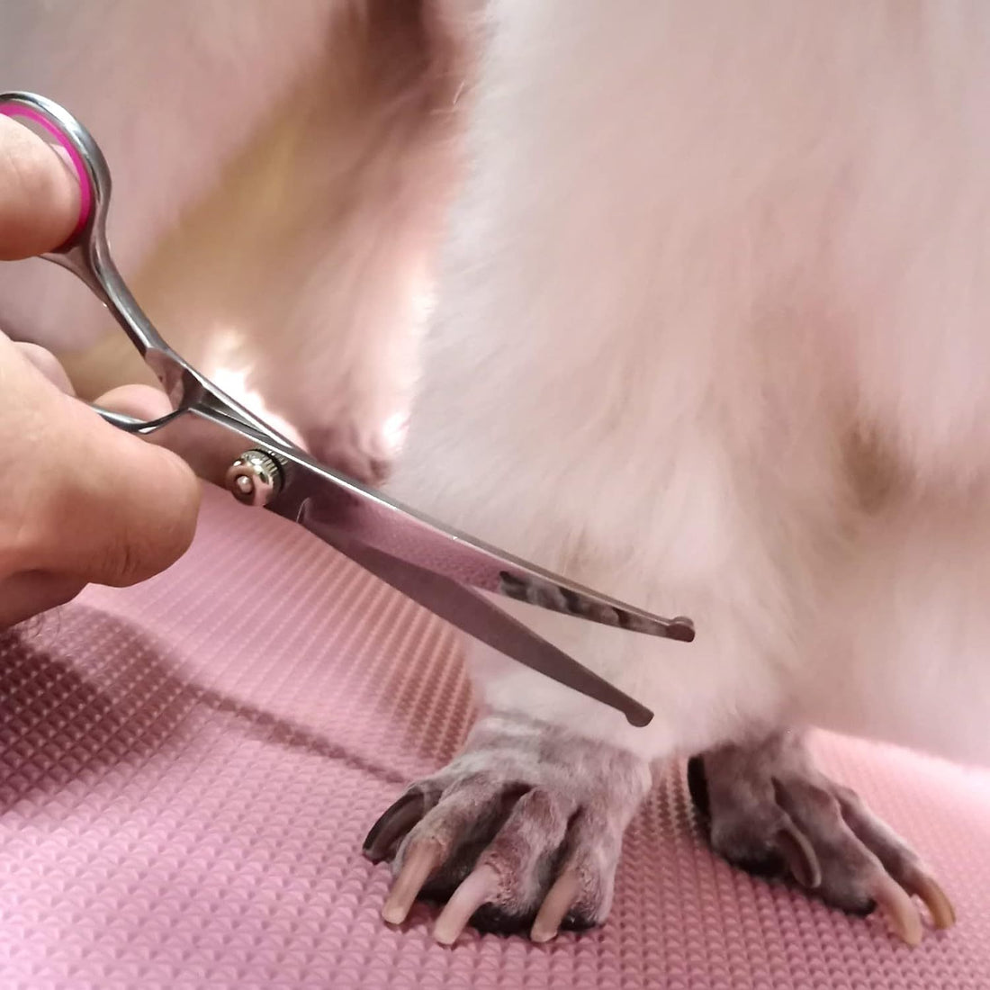 Dog Grooming Scissors With Safety Round Tips
