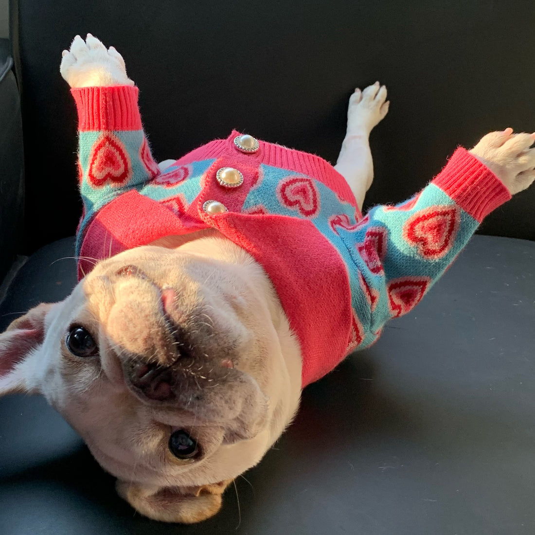 Pet Trendy Dog Sweater Cat French Schnauzer