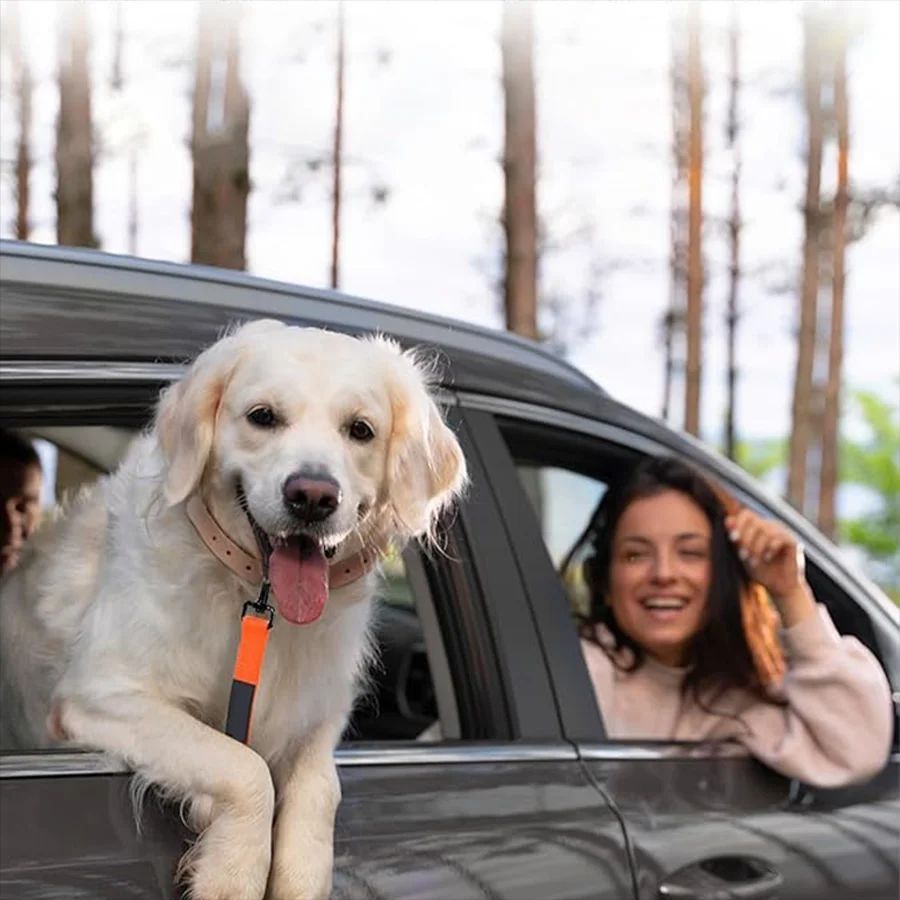 Pet Leash-With Elastic Elastic Leash-Anti-Violence Dog Training Leash-Applicable To Medium And Large Dogs