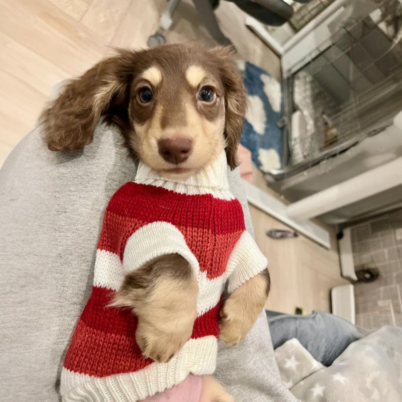 Small Dog Cat Warm Thickened Sweater