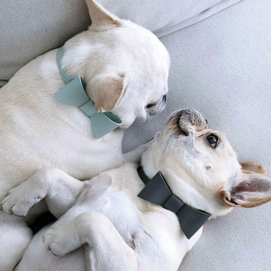 Pet Cute Bow Collar Leash Set