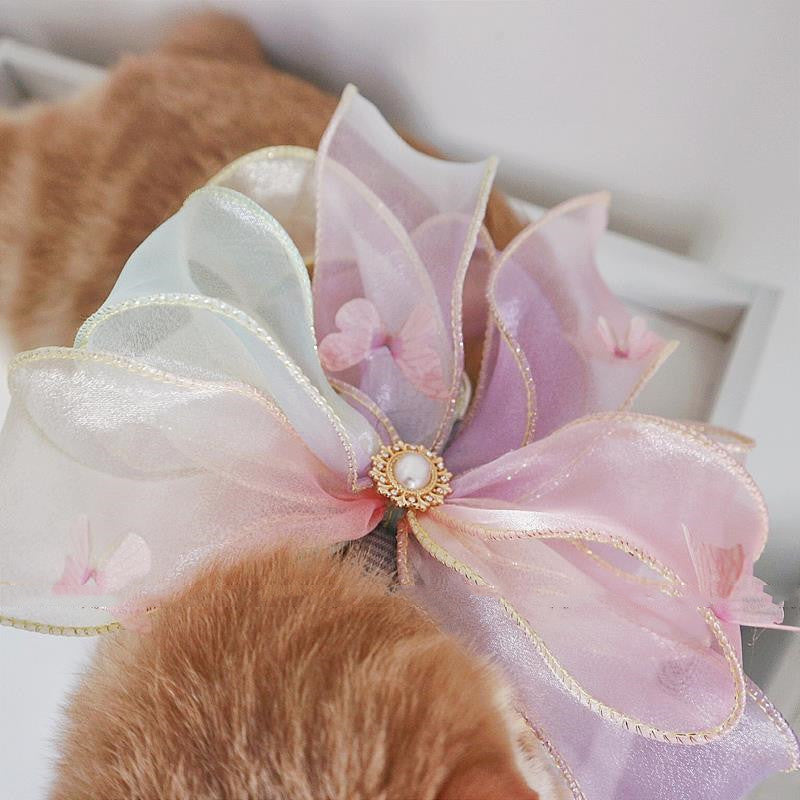 Pet Cat And Puppy Go Out Leash